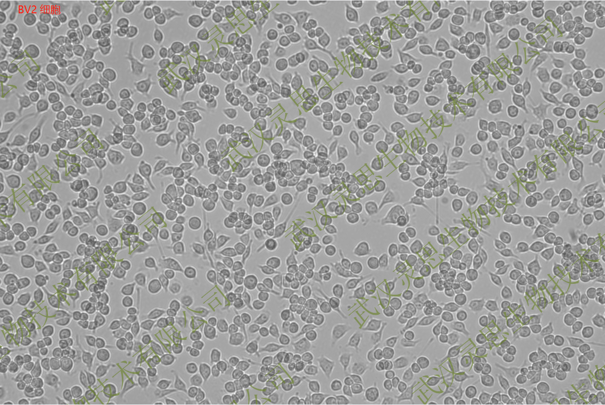 1662096196205815.png