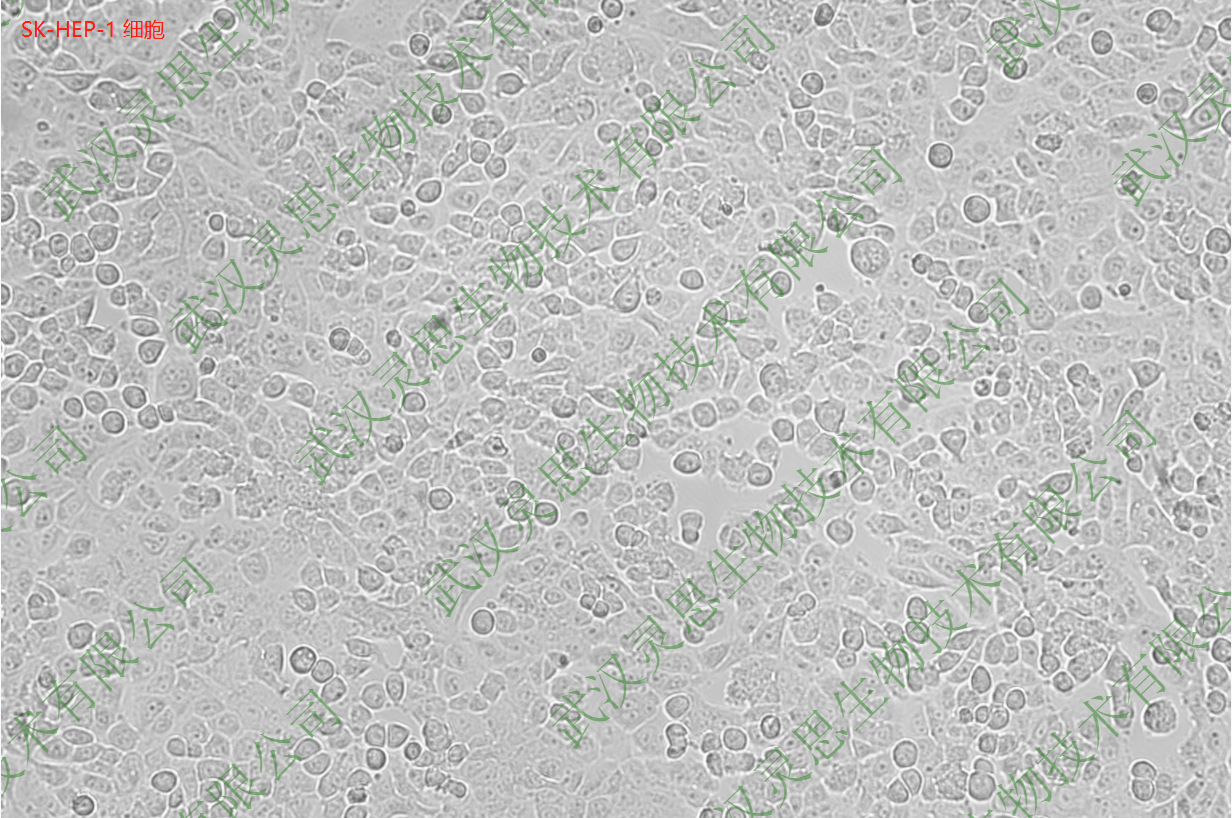 1662096300179344.png